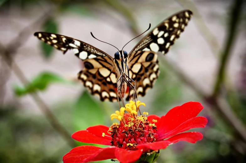 a butterfly sitting on top of a red flower, by Sudip Roy, art photography, fan favorite, brown, intricate, gardening