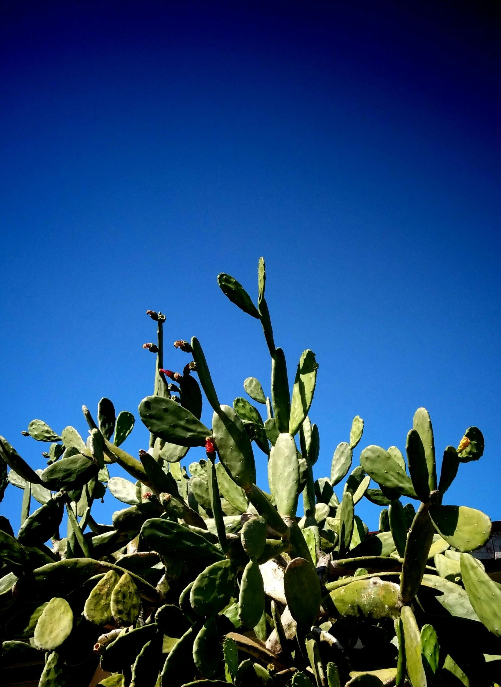 a close up of a cactus plant with a blue sky in the background, a photo, by Carey Morris, minimalism, conde nast traveler photo, ilustration, high resolution image, mediterranean