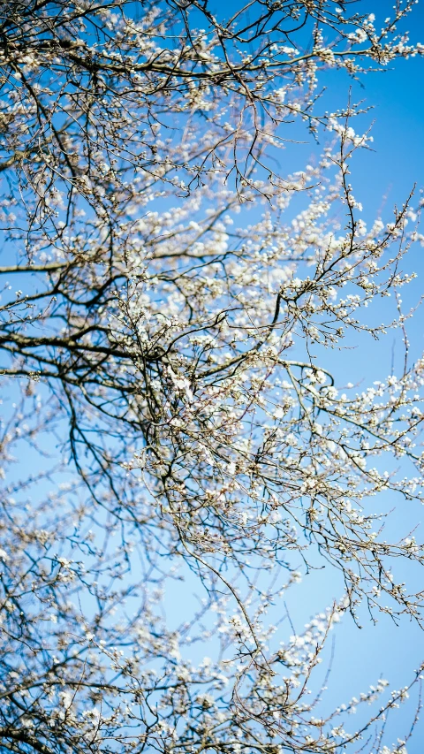a clock that is on the side of a building, by Rachel Reckitt, pexels, arabesque, almond blossom, winter photograph, view from below, white and pale blue