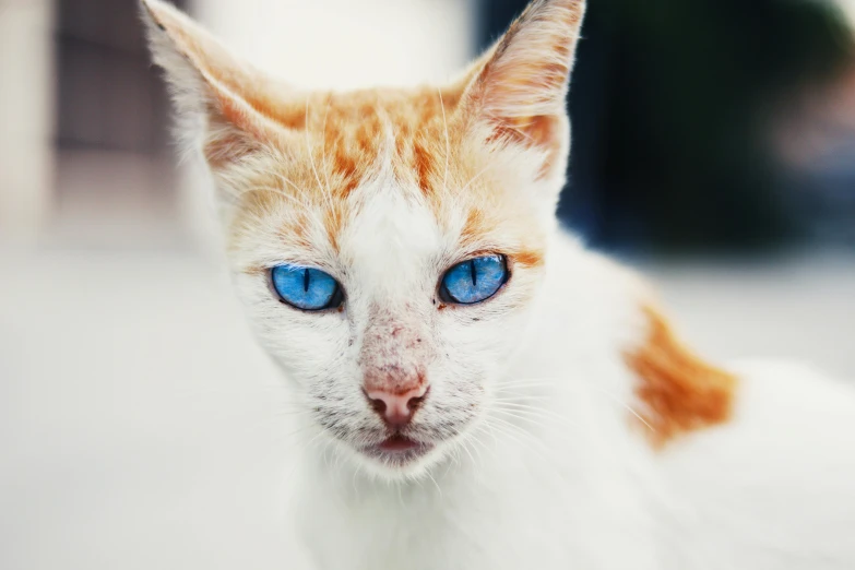 a close up of a cat with blue eyes, an album cover, by Julia Pishtar, unsplash, white and orange, spotted ultra realistic, beautiful picture of stray, albino