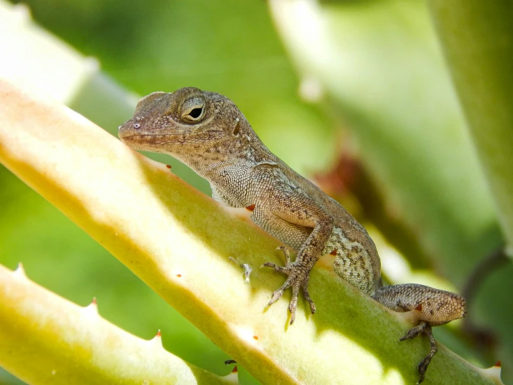 a small lizard sitting on top of a plant, on a tree