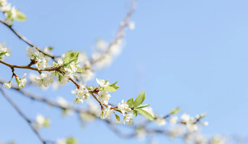 a branch with white flowers against a blue sky, unsplash, instagram post, fruit trees, thumbnail, rendered in corona