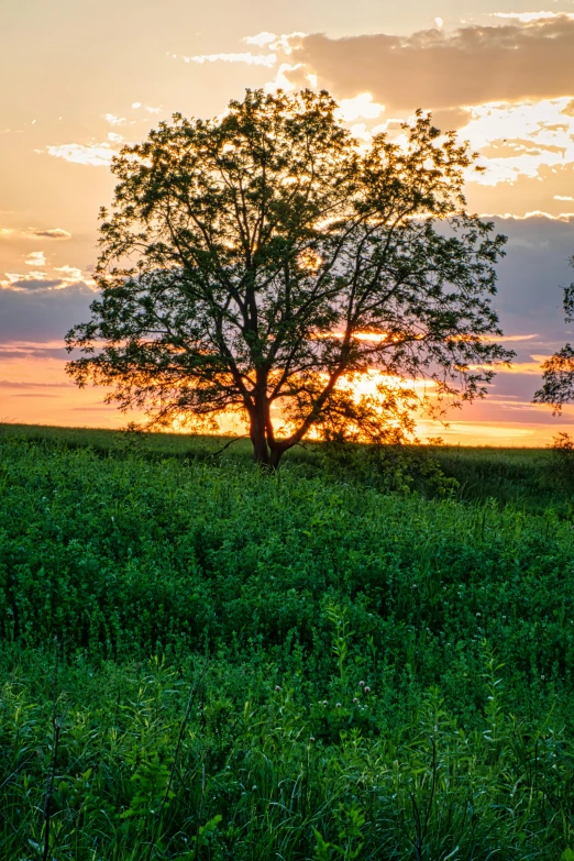 a couple of trees that are in the grass, by David Small, golden hour 4k, midwest countryside, today\'s featured photograph 4k, canvas