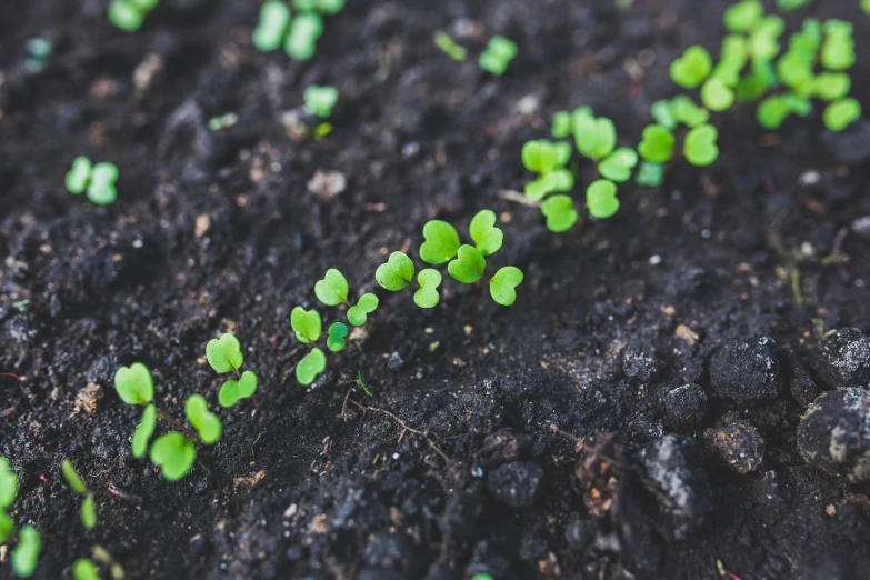 small green plants sprouting out of the ground, by Emma Andijewska, unsplash, high angle close up shot, promo image, spores, potted plant