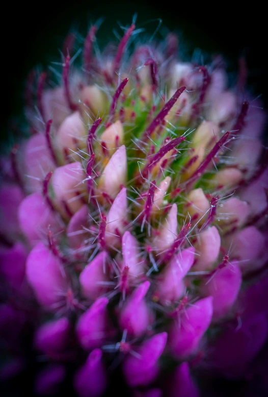 a close up of a purple flower on a black background, a macro photograph, by Anato Finnstark, bottlebrush, spines and towers, pink and green, symmetrical detail