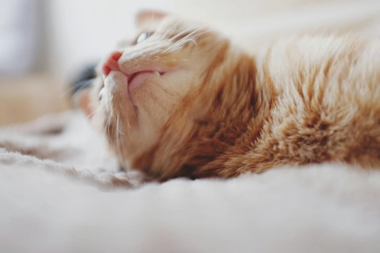 a close up of a cat laying on a bed, trending on unsplash, fan favorite, soft lulling tongue, looking upwards, gif