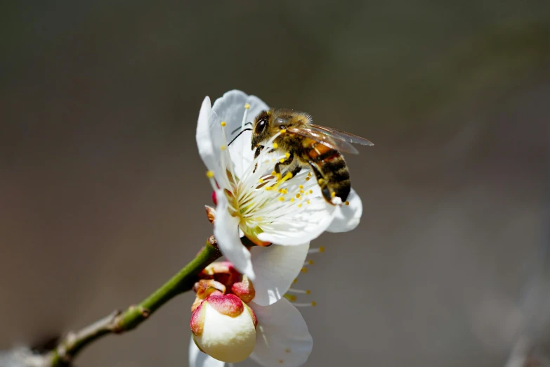 a bee sitting on top of a white flower, slide show, photograph