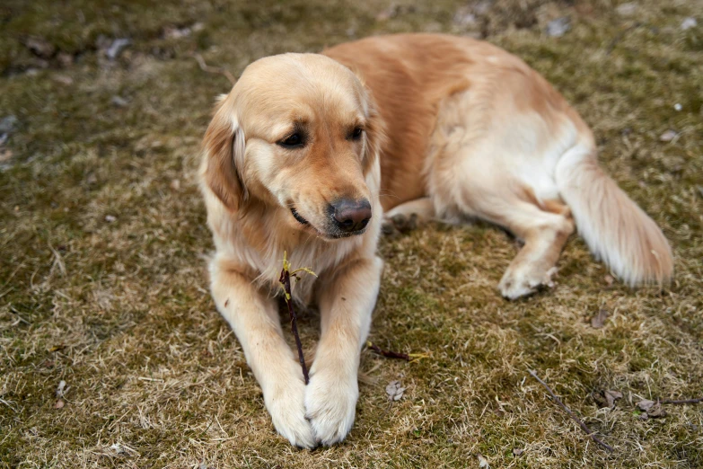 a dog that is laying down in the grass, golden glistening, sitting on the ground, a high angle shot, very detailed »