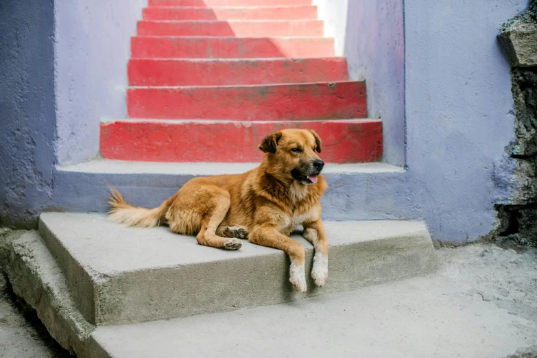 a dog that is laying down on some steps, inspired by Steve McCurry, pexels contest winner, minimalism, bright colors with red hues, colombian, youtube thumbnail, laika