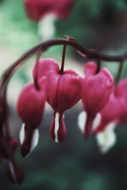 a bunch of bleeding hearts hanging from a tree, pexels, 3 5 mm slide, paul barson, a cozy, ap photo