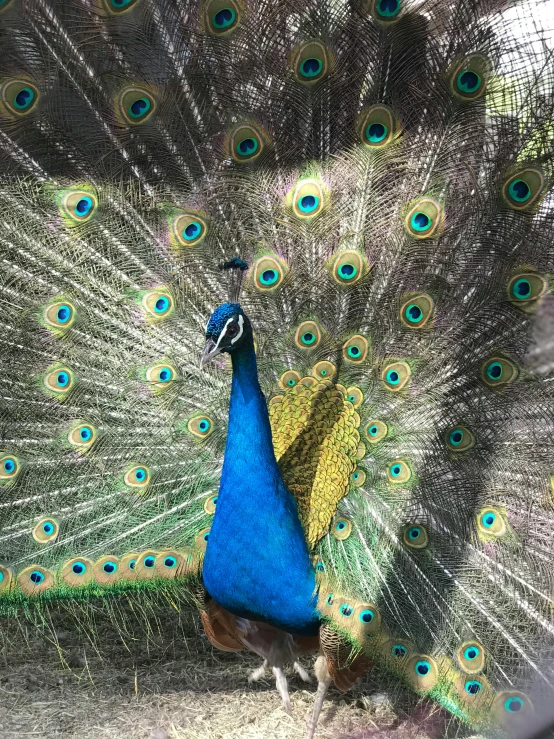 a peacock with it's feathers spread out, by Gwen Barnard, pexels contest winner, bird\'s eye view, photo on iphone, extreme detail 8 k photo quality, taken in zoo