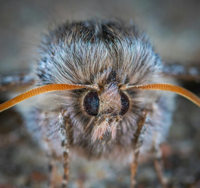 a close up of a moth on the ground, a macro photograph, by Jesper Knudsen, pexels contest winner, photorealism, fluffy face, grey, full frontal portrait, closeup 4k