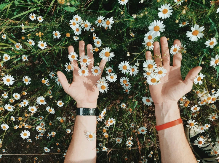 a person standing in a field of flowers with their hands in the air, trending on pexels, aestheticism, lying on a bed of daisies, flatlay, single pair of hands, watch photo