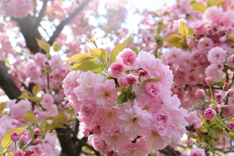 a bunch of pink flowers on a tree, pexels, rinko kawauchi, no cropping, the sun is shining, extremely hyperdetailed