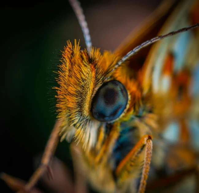 a close up of a butterfly on a branch, a macro photograph, pexels contest winner, macro face shot, orange and blue tones, hyperdetailed!, eye - level medium - angle shot