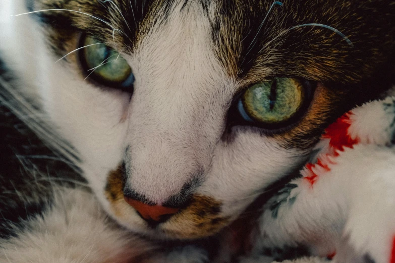 a close up of a cat laying on a blanket, a colorized photo, pexels contest winner, mixed animal, emerald eyes, calico, closeup 4k