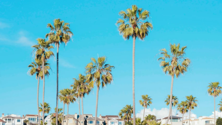 a group of palm trees sitting on top of a lush green field, by Carey Morris, pexels contest winner, santa monica beach, whitewashed buildings, light blue clear sky, 🚿🗝📝