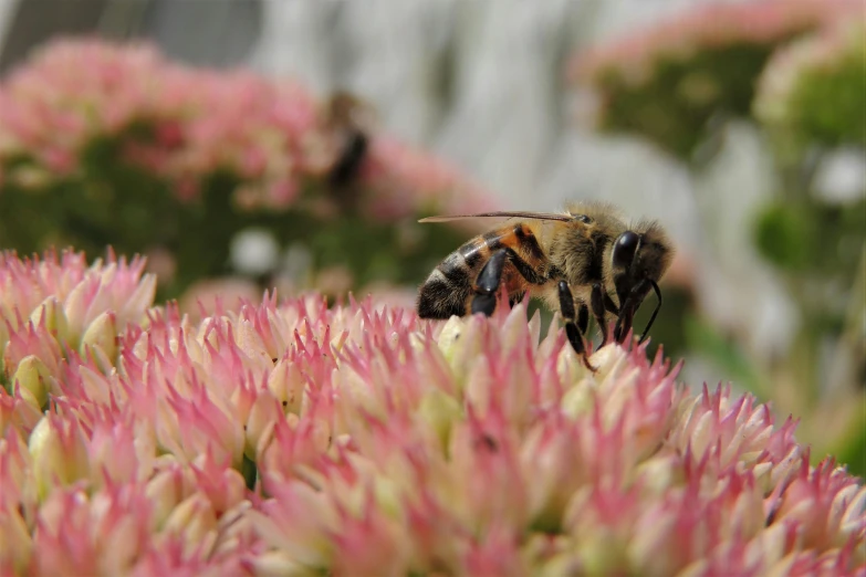 a bee that is sitting on some flowers, by Jaakko Mattila, unsplash, pink, highly ornamental, paul barson, dwell