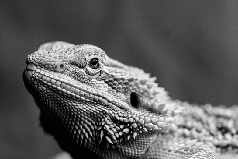 a black and white photo of a lizard, by Adam Marczyński, pexels, dragon portrait, detailed white, low detailed, portrait”