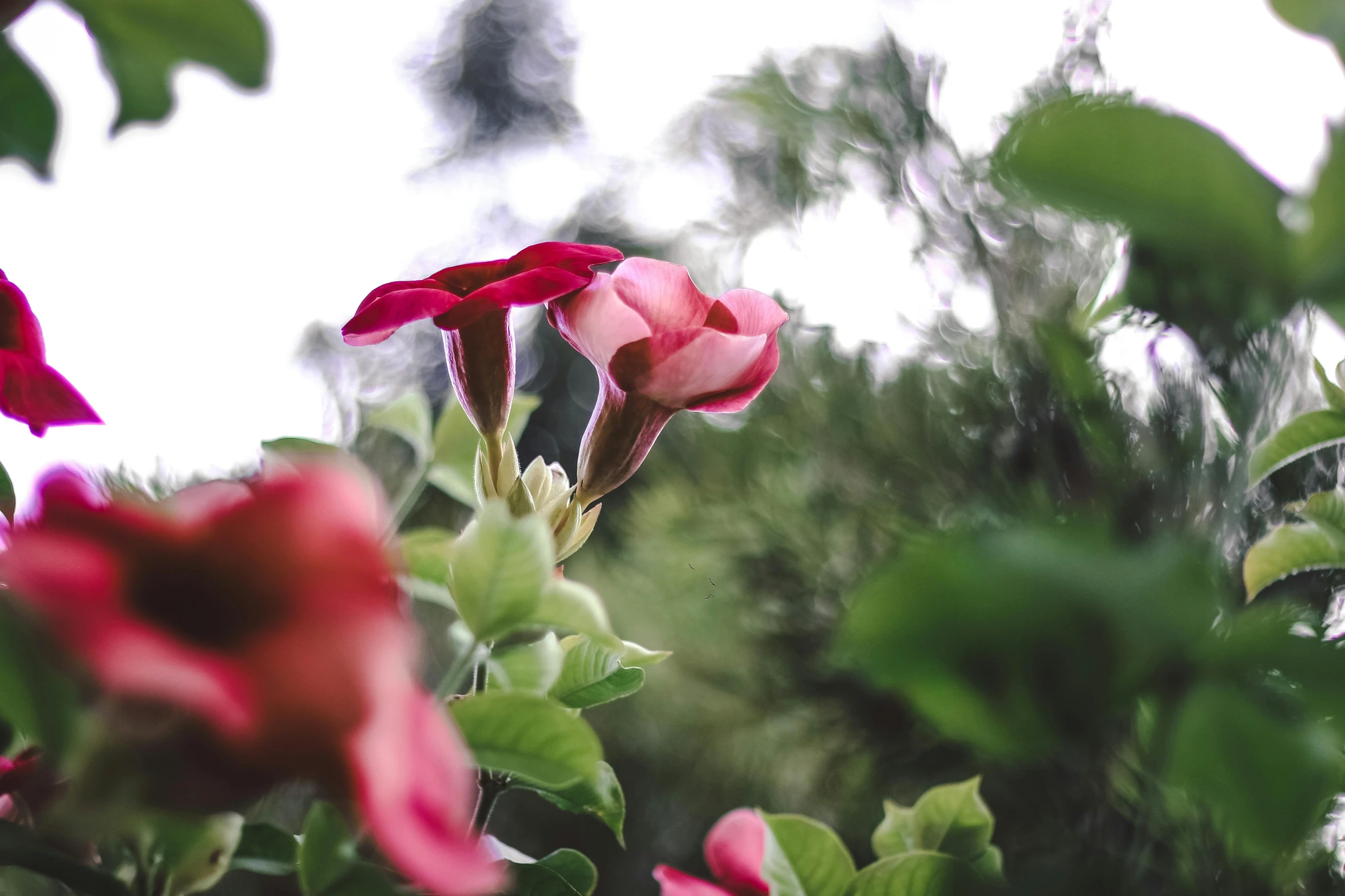 a group of pink flowers sitting on top of a lush green field, unsplash, romanticism, datura, shades of red, overexposed photograph, low - angle shot