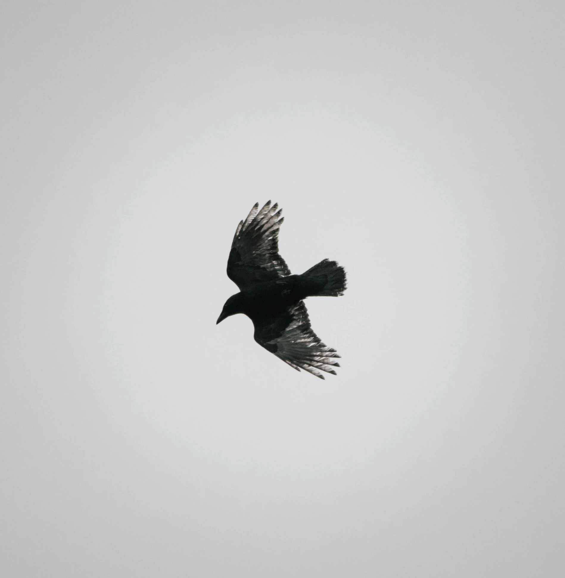 a bird that is flying in the sky, an album cover, pexels contest winner, minimalism, black crows, panel of black, carrion, black main color