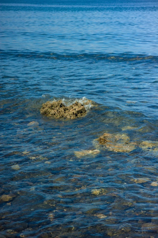 a dog that is standing in the water, coral-like pebbles, gulf of naples, split near the left, honey ripples