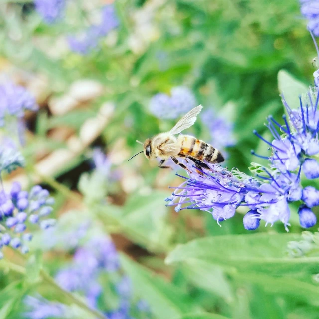 a close up of a bee on a flower, by Carey Morris, pexels, blue flowers accents, 🦩🪐🐞👩🏻🦳, high angle shot, full length shot