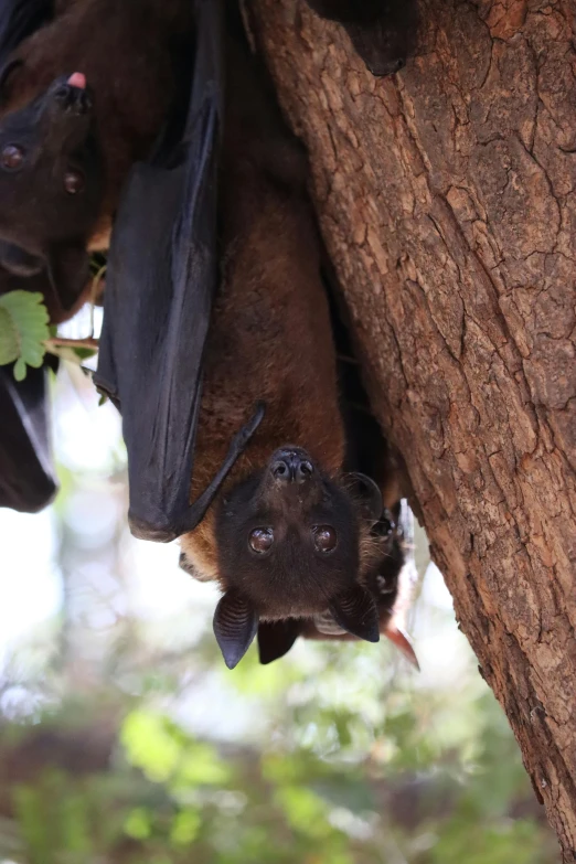 a group of bats hanging upside down from a tree, by Elizabeth Durack, pexels contest winner, tree kangaroo, snout under visor, high angle, a human