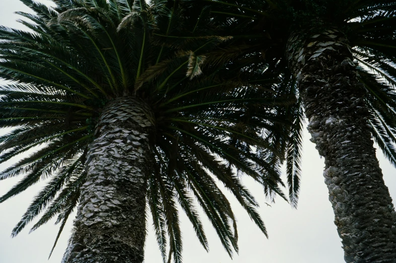 a couple of palm trees standing next to each other, an album cover, inspired by Thomas Struth, unsplash, hyperrealism, ((trees)), close - up photograph, the city of santa barbara, vegetation tentacles