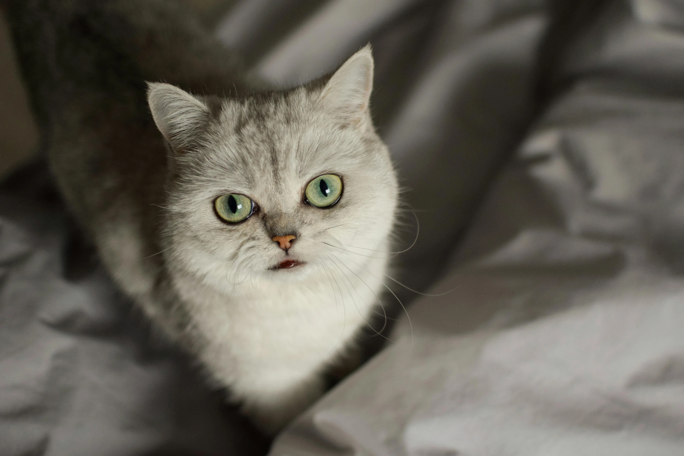 a close up of a cat on a bed, surprised frown, grey, getty images, instagram picture