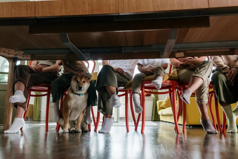 a group of people and a dog under a table, by Emma Andijewska, pexels contest winner, crossed legs, shiba inu dog, teenager hangout spot, coworkers