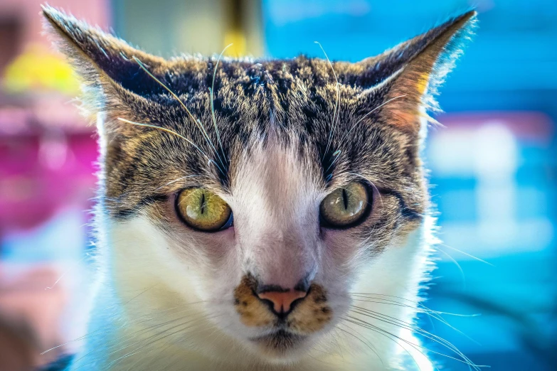 a close up of a cat looking at the camera, a portrait, by Joe Bowler, unsplash, fan favorite, multicoloured, avatar image