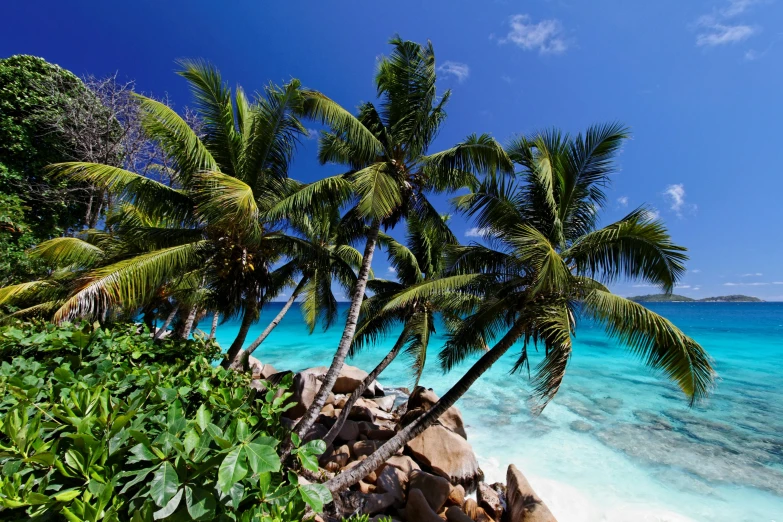 a group of palm trees sitting on top of a sandy beach, sapphire waters below, avatar image, lush surroundings, exterior shot