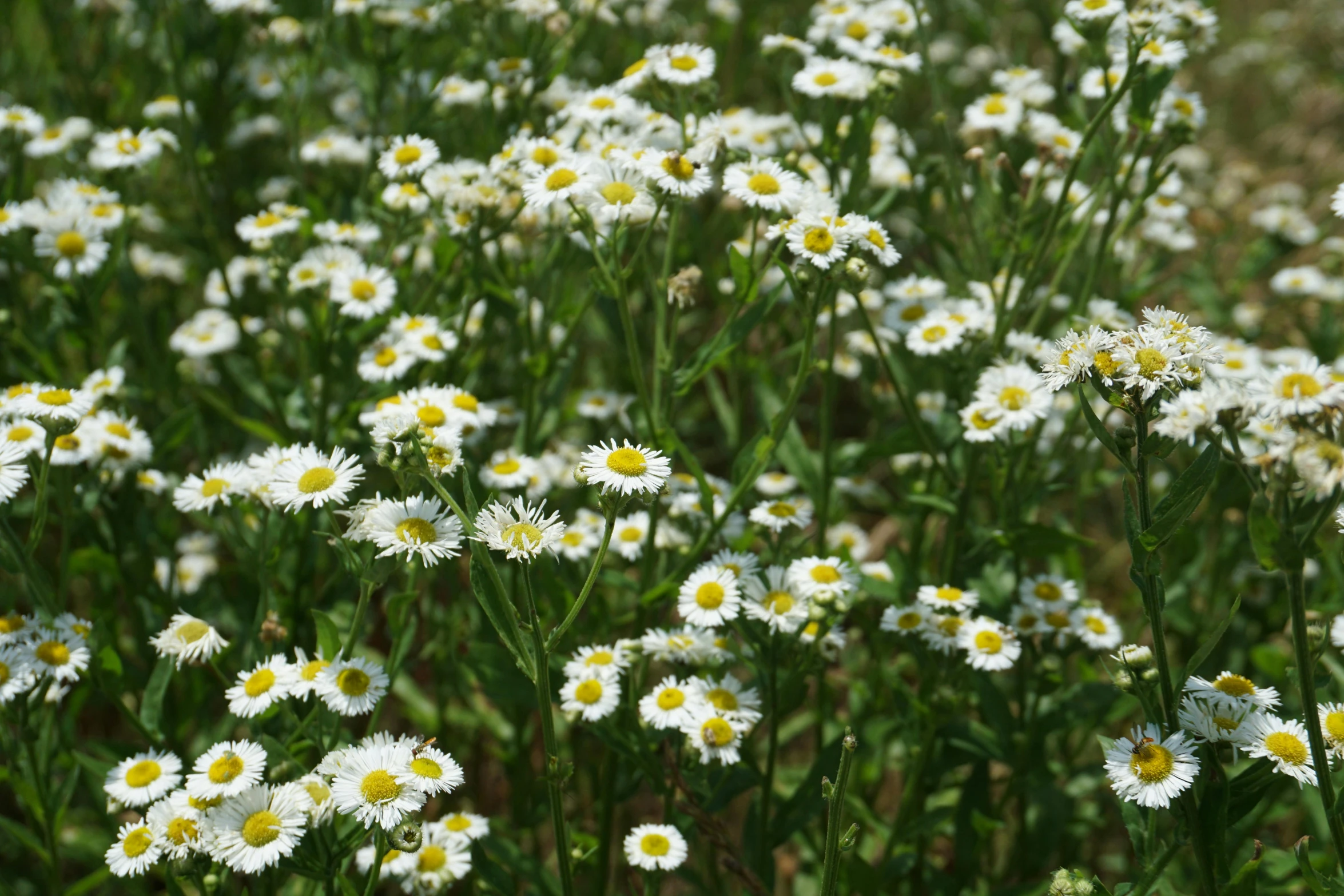 a field full of white and yellow flowers, white eyes, ready to eat, various sizes, white finish