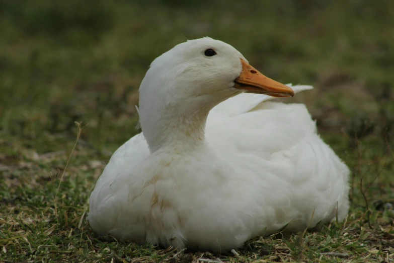 a white duck sitting on top of a grass covered field, lying down