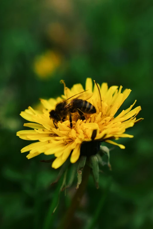 a bee sitting on top of a yellow flower, slide show