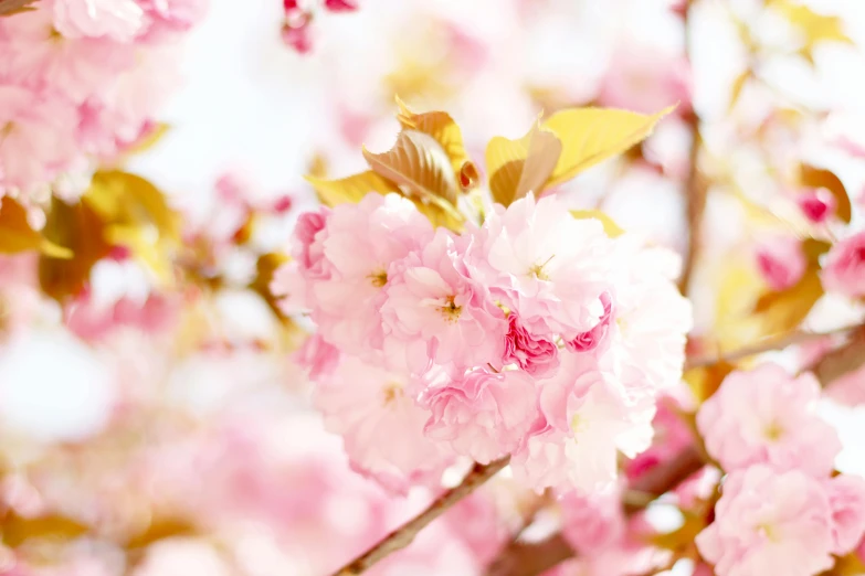 a close up of pink flowers on a tree, trending on pexels, rinko kawauchi, pink and gold, japanese collection product, white