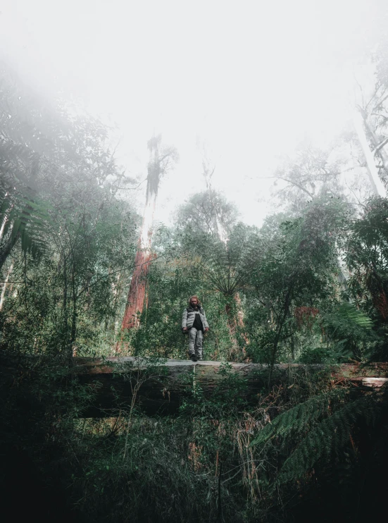 a man standing on a log in the middle of a forest, a picture, by Jessie Algie, unsplash contest winner, australian tonalism, panoramic view of girl, on a planet of lush foliage, low angle mist, melbourne