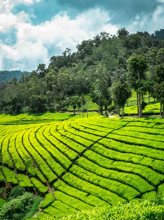 a lush green field filled with lots of trees, by Rodney Joseph Burn, pexels contest winner, sumatraism, tea, 2 5 6 x 2 5 6 pixels, panels, 8 k )