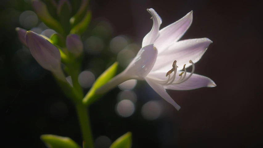 a close up of a flower with a blurry background, a macro photograph, by Andrew Allan, unsplash, photorealism, lily, paul barson, light glare, pink white and green