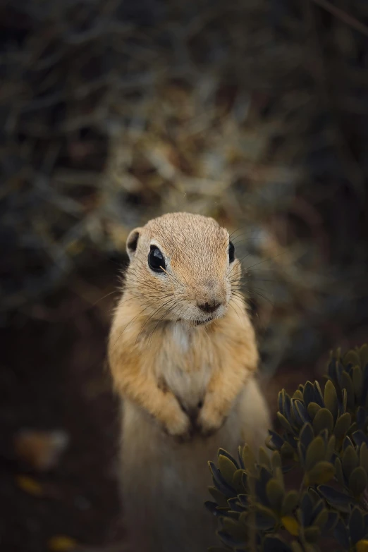 a ground squirrel standing on its hind legs, pexels contest winner, glaring at the camera, paul barson, australian, museum quality photo