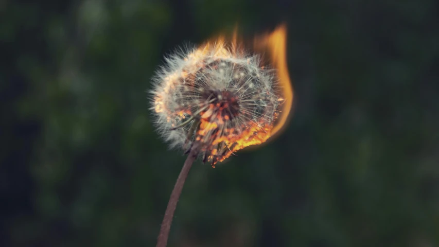 a dandelion with fire coming out of it, a picture, by Jan Kupecký, hurufiyya, alessio albi, 4 2 0, small fire