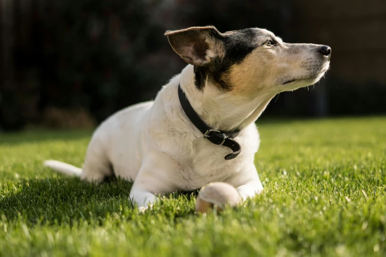 a small dog laying on top of a lush green field, a portrait, unsplash, bauhaus, jack russel terrier, perfect crisp sunlight, australian, 1450