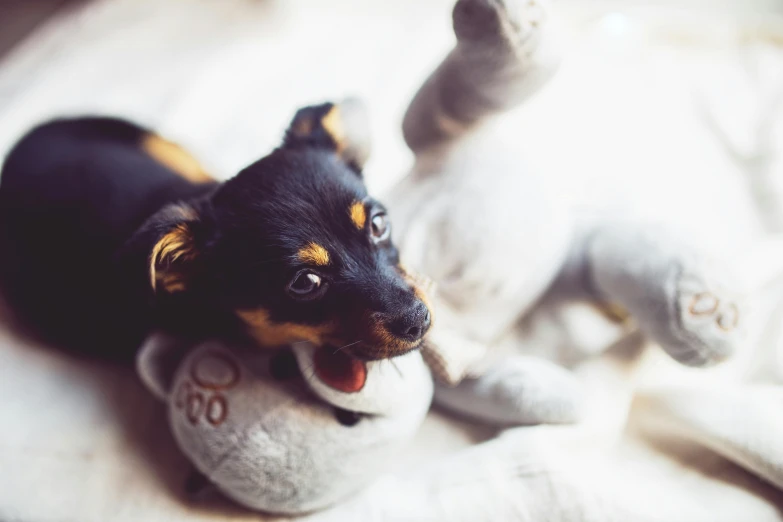 a small dog laying on top of a stuffed animal, pexels contest winner, playful vibe, black, puppy, animation