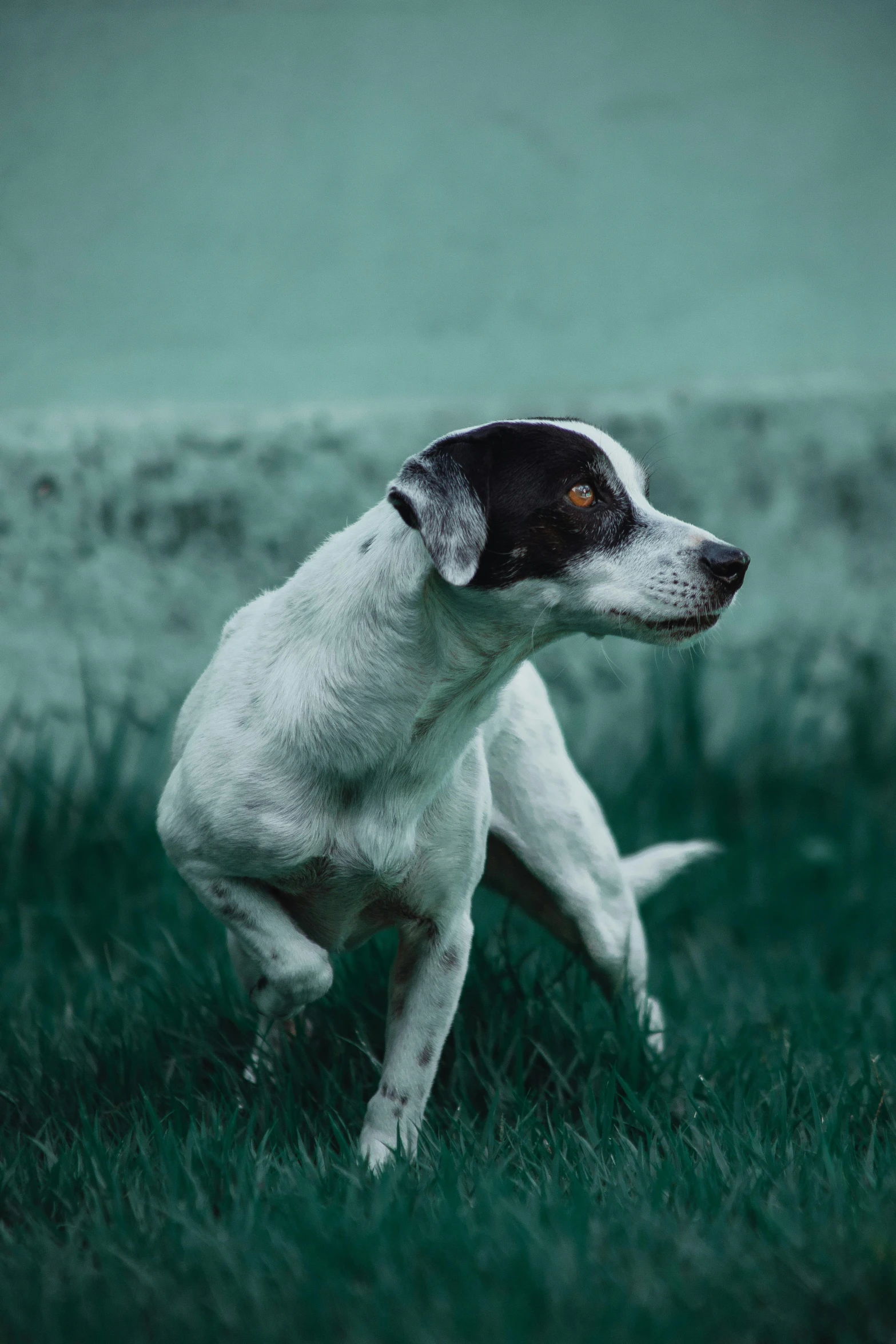 a dog running across a lush green field, inspired by Elke Vogelsang, pexels contest winner, renaissance, white with black spots, evening time, blank, mixed animal