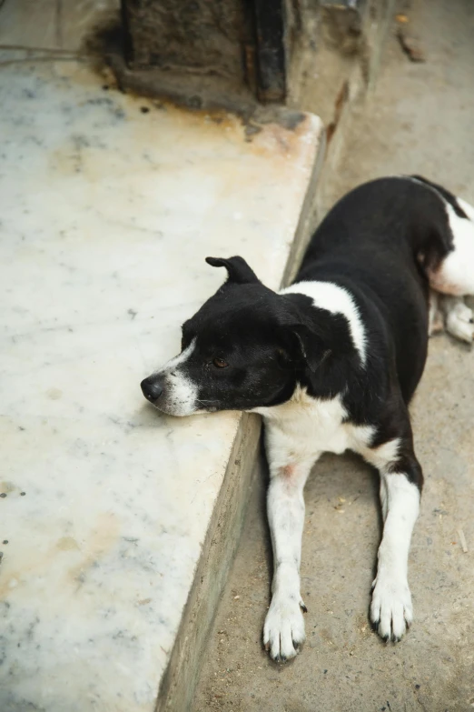 a black and white dog laying on a sidewalk, india, adopt, rabies, jen atkin