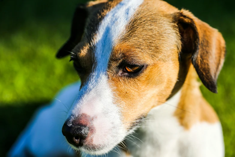 a brown and white dog sitting on top of a lush green field, a portrait, inspired by Elke Vogelsang, unsplash, noticeable tear on the cheek, jack russel dog, dof:-1, in the sun