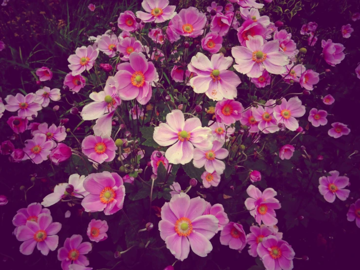 a bunch of pink flowers sitting on top of a lush green field, by Sophie Pemberton, with instagram filters, cosmos, flowers in a flower bed, sakura bloomimg