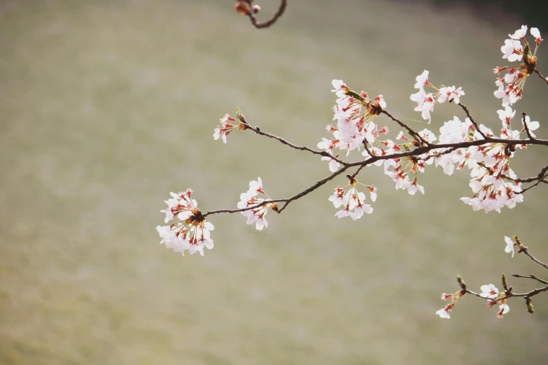 a bird sitting on top of a branch of a tree, an album cover, inspired by Maruyama Ōkyo, trending on unsplash, arabesque, sakura flower, winter photograph, the tree is growing on a meadow, loosely cropped