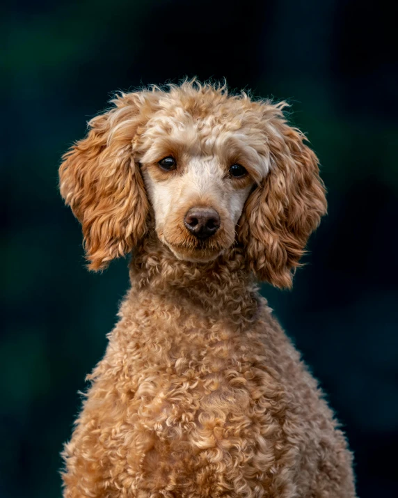 a brown poodle sitting on top of a wooden table, by Jan Tengnagel, pexels contest winner, portrait of ultra realistic, pale pointed ears, hyper - detailed color photo, photo of a beautiful